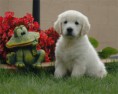 /album/galeria-de-fotos/frog-e-dog-jpg/